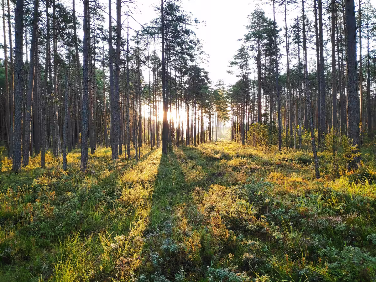 Morgonsol i nordisk tallskog